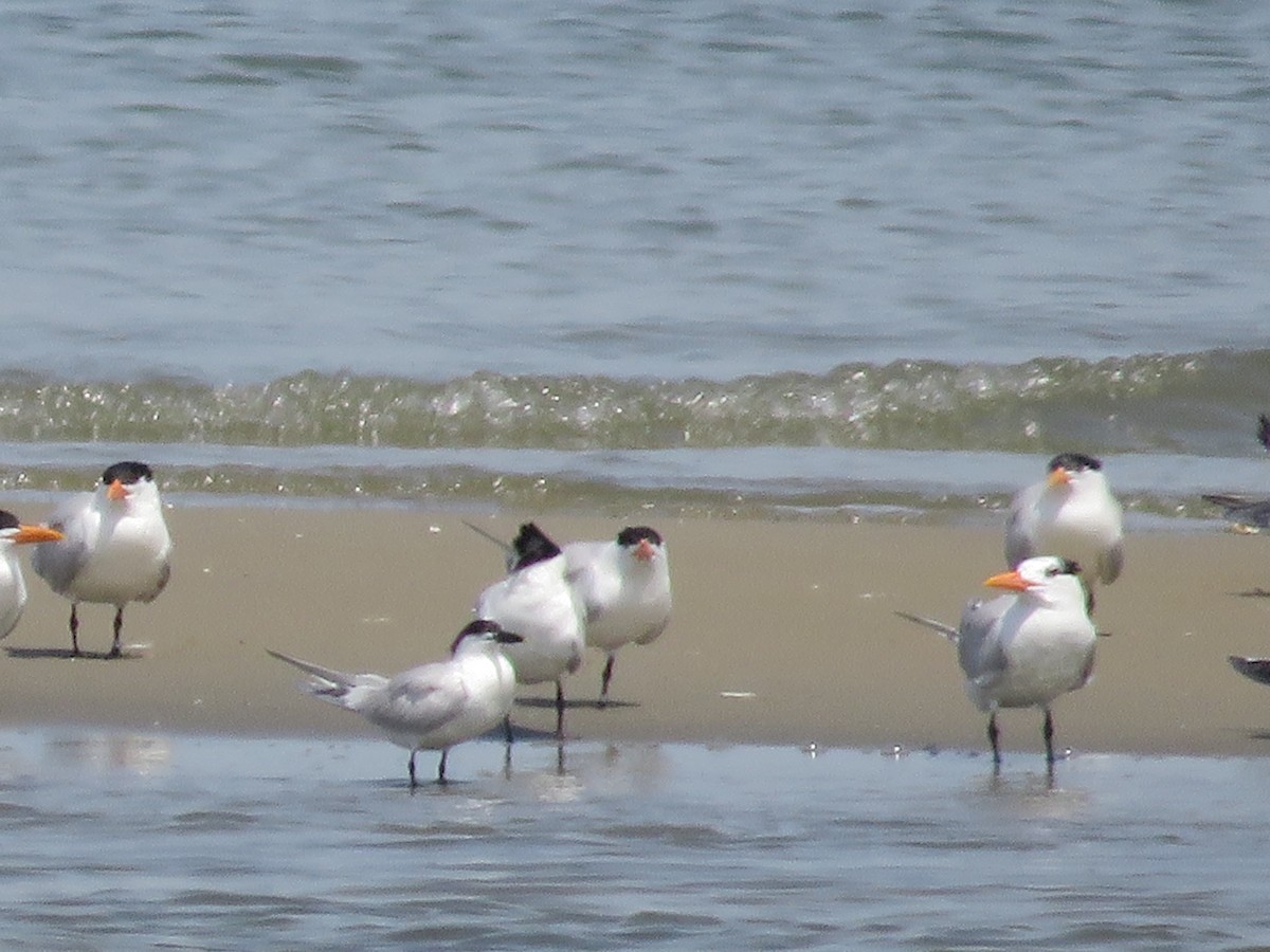 Sandwich Tern - ML620501849