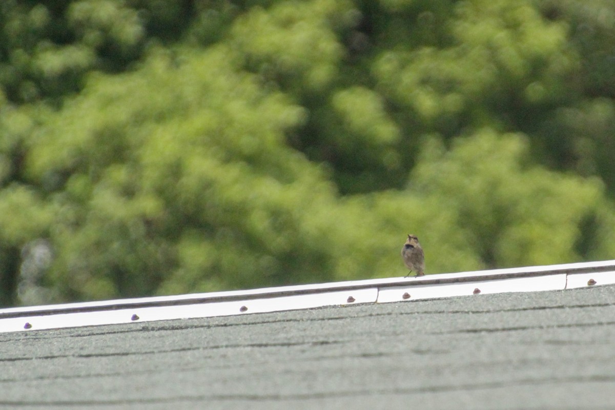 Black Redstart - ML620501854