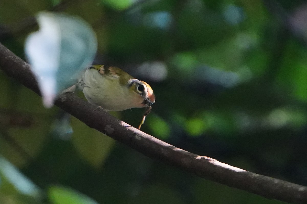 Black-eared Shrike-Babbler - ML620501858