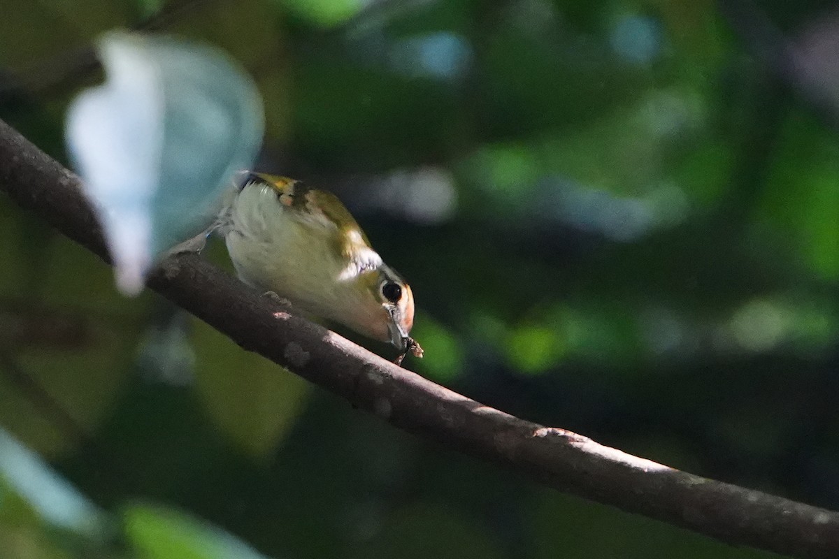 Vireo Alcaudón Orejudo - ML620501859