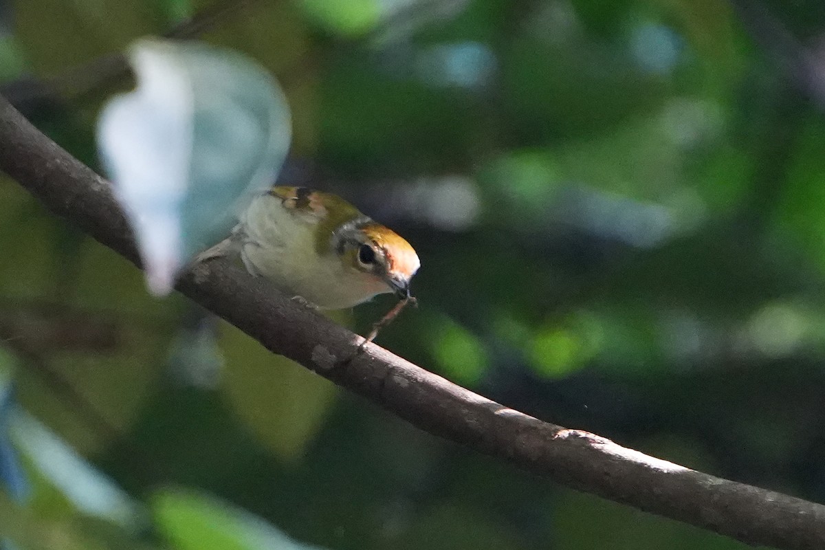 Black-eared Shrike-Babbler - ML620501860