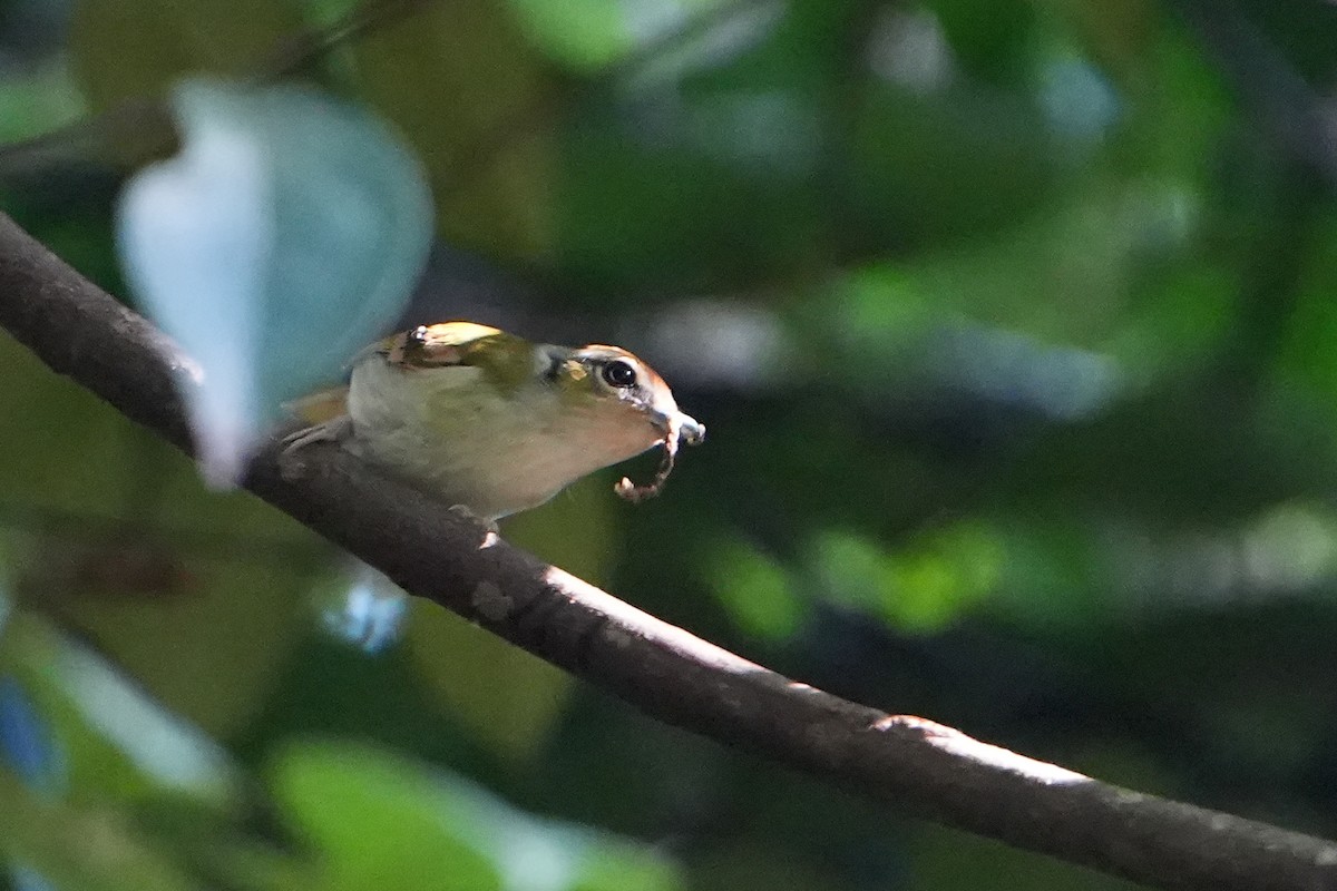 Black-eared Shrike-Babbler - ML620501862