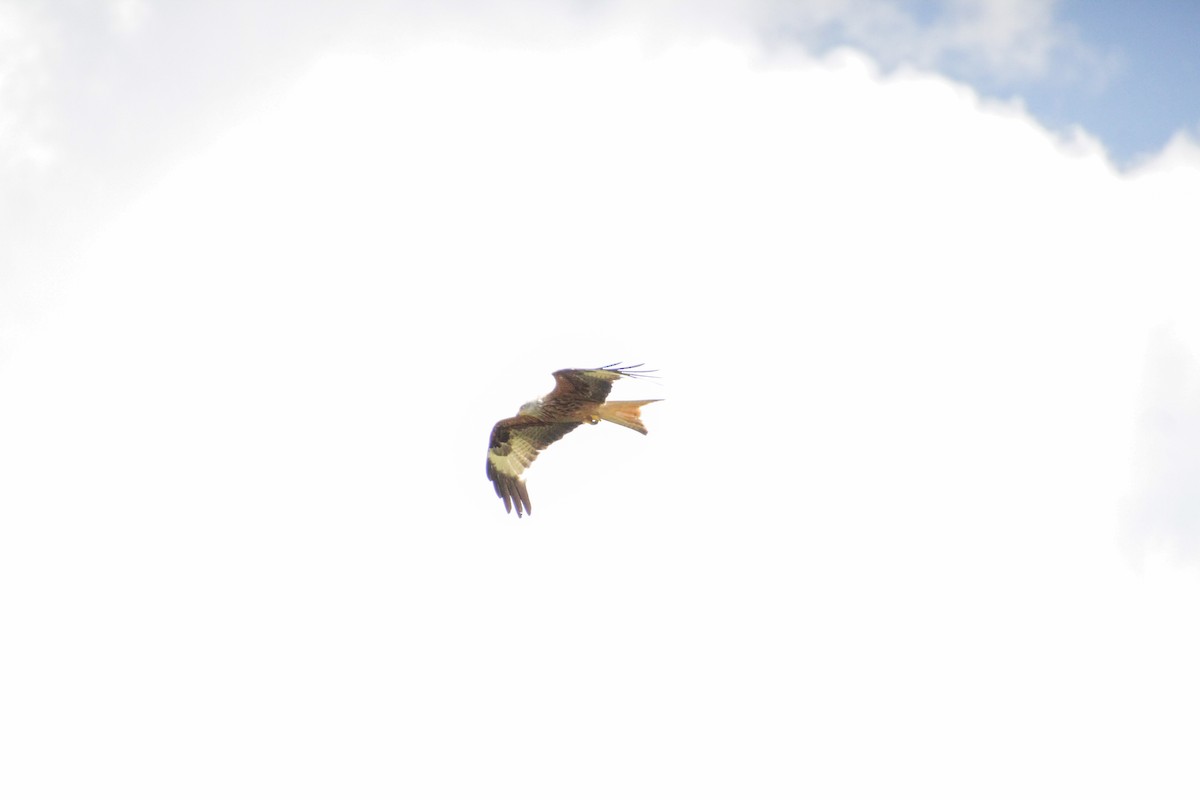 Red Kite - ML620501866