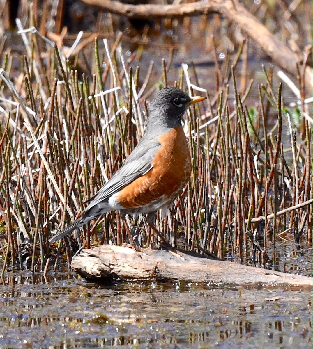 American Robin - ML620501867