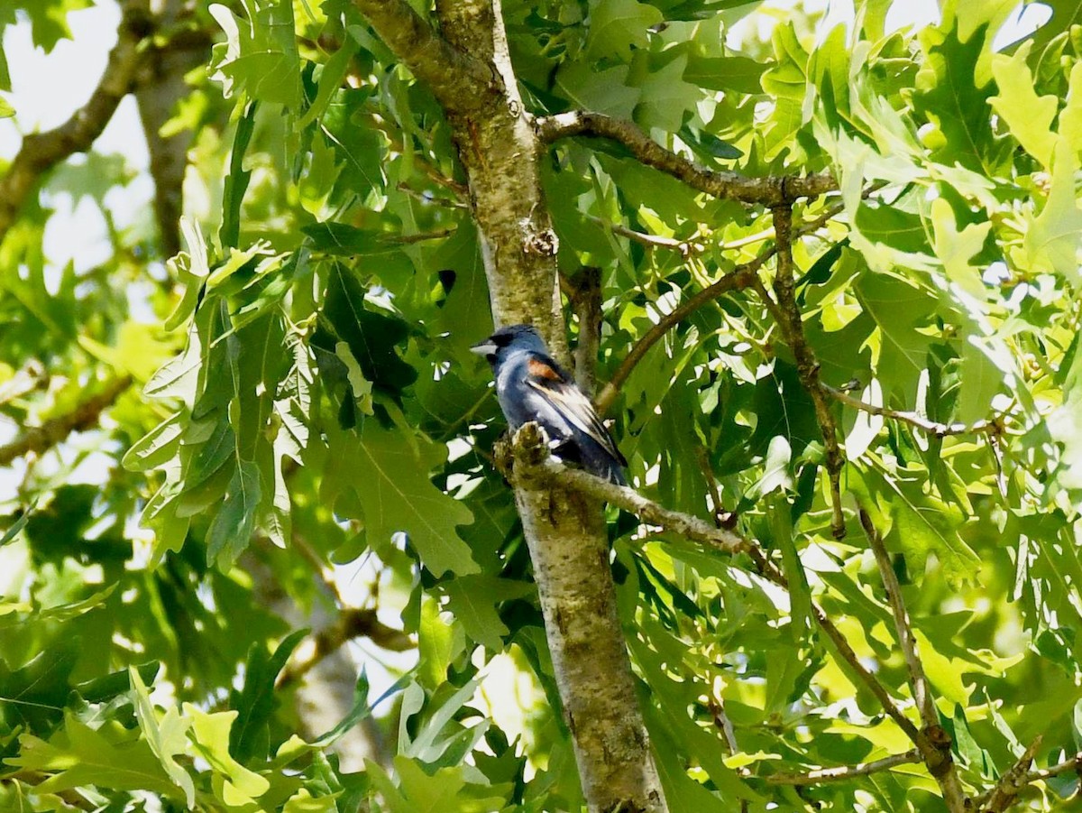 Blue Grosbeak - ML620501868