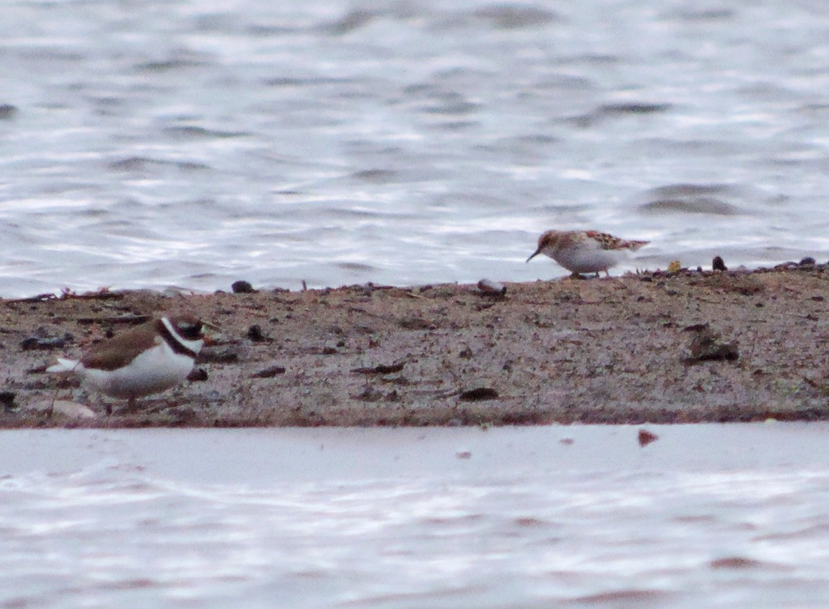 Little Stint - ML620501869