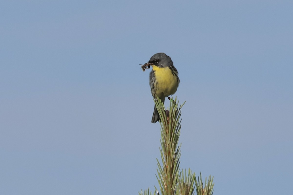 Kirtland's Warbler - ML620501873