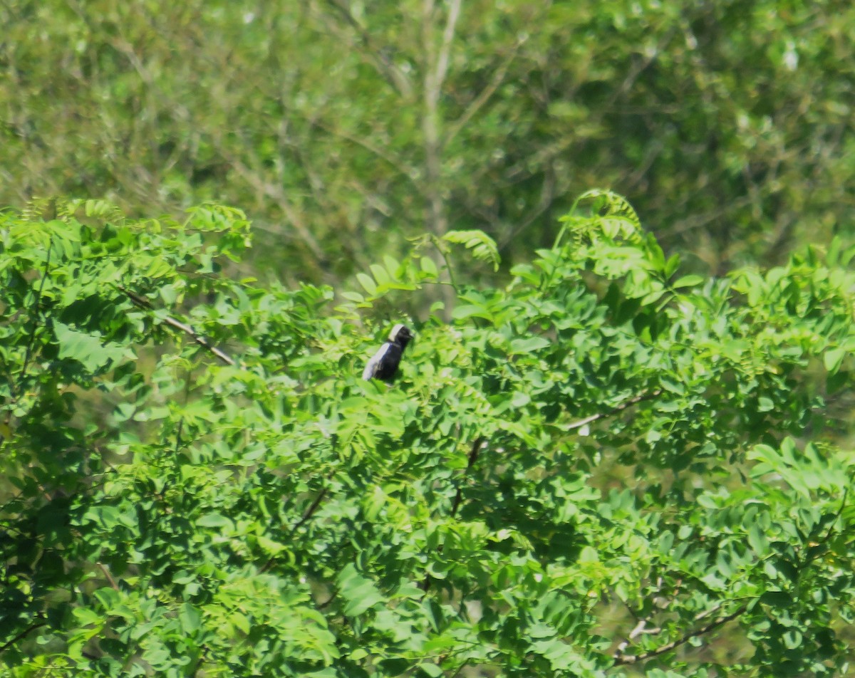 Bobolink - ML620501874