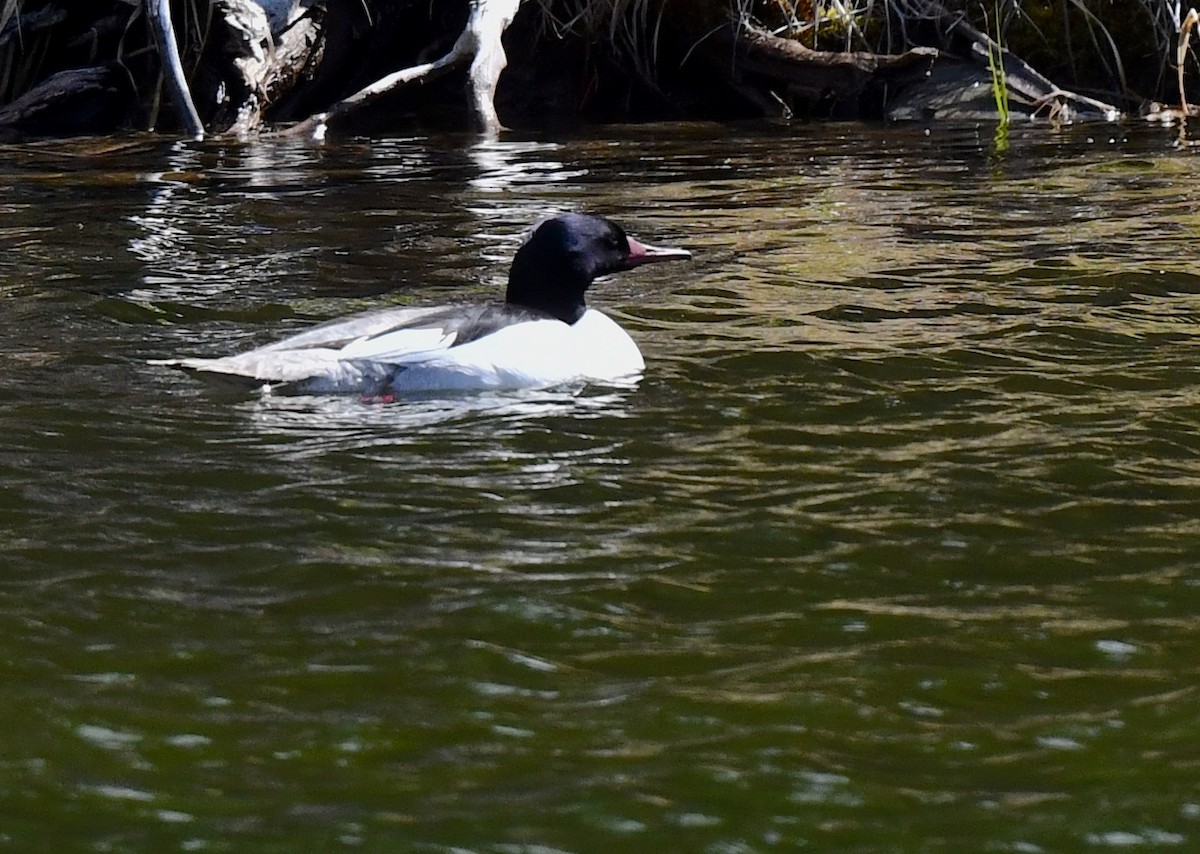 Common Merganser - ML620501876