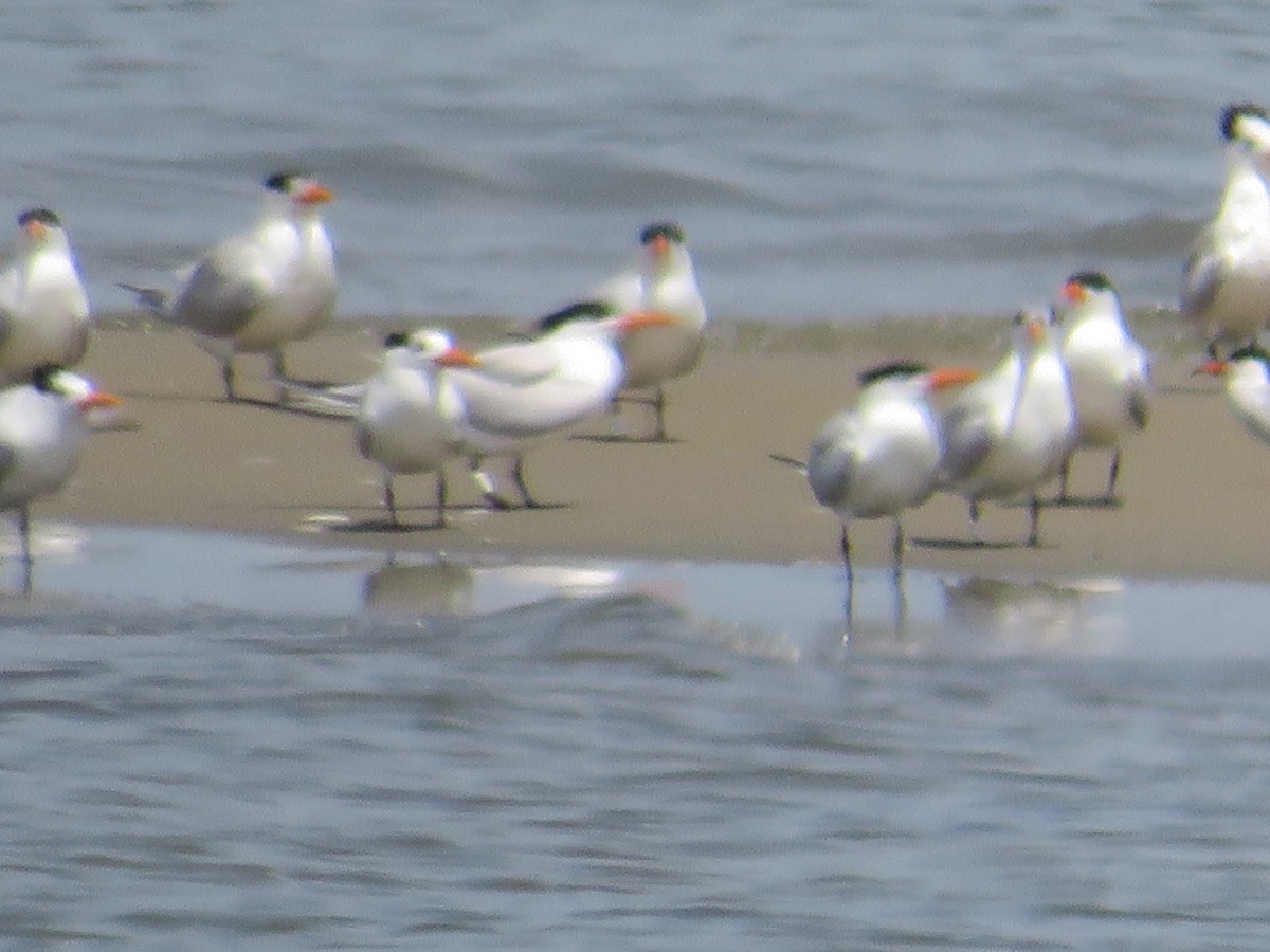 Royal Tern - ML620501878