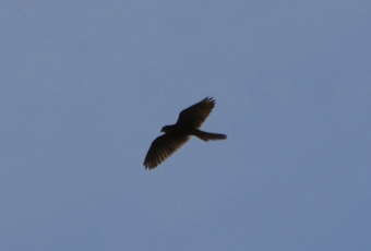 Eurasian Kestrel - ML620501887