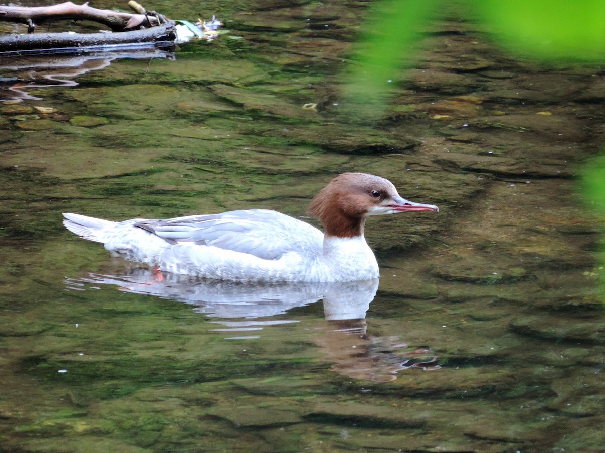 Common Merganser - ML620501889