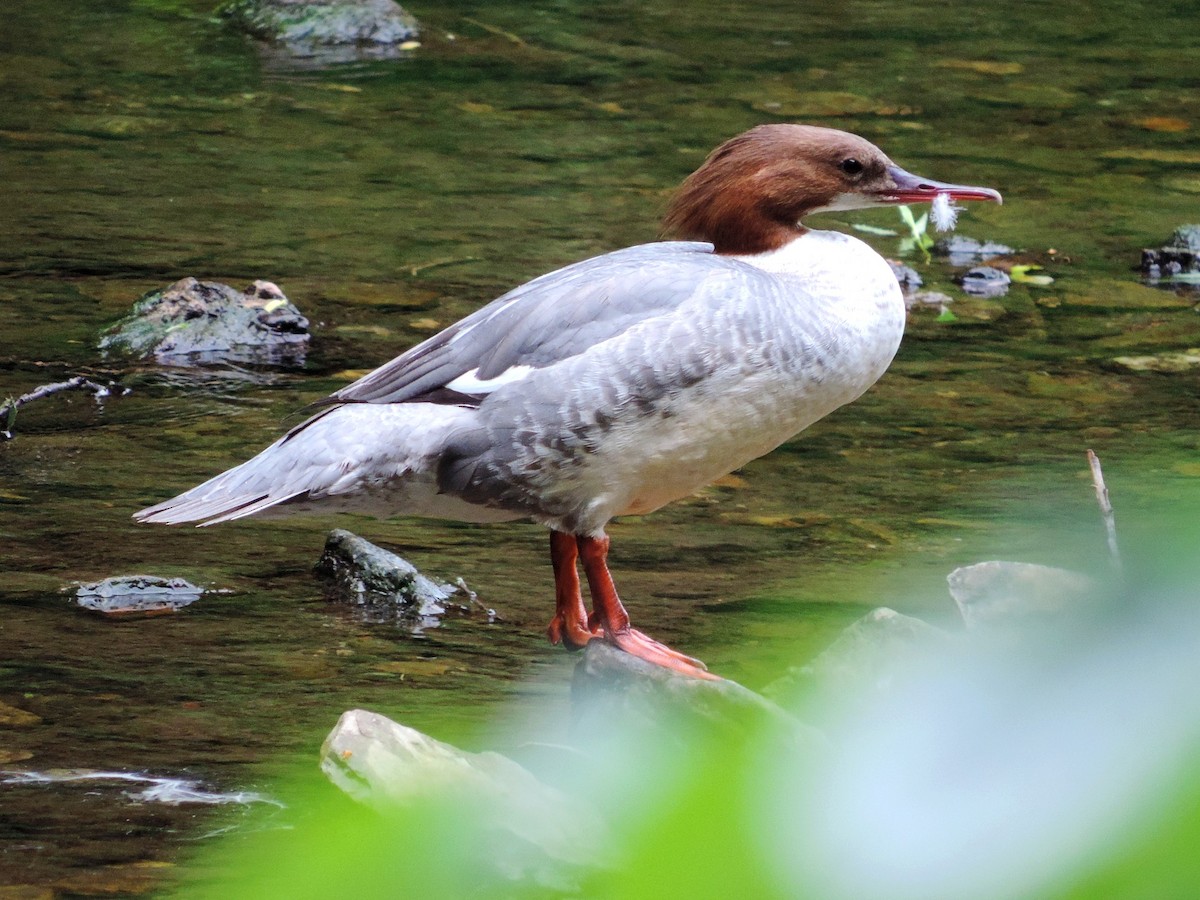 Common Merganser - ML620501891