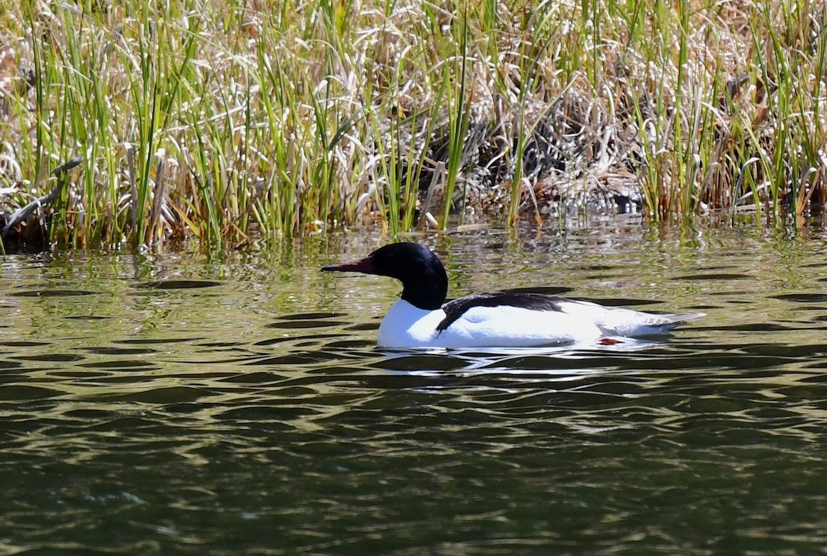 Common Merganser - ML620501895