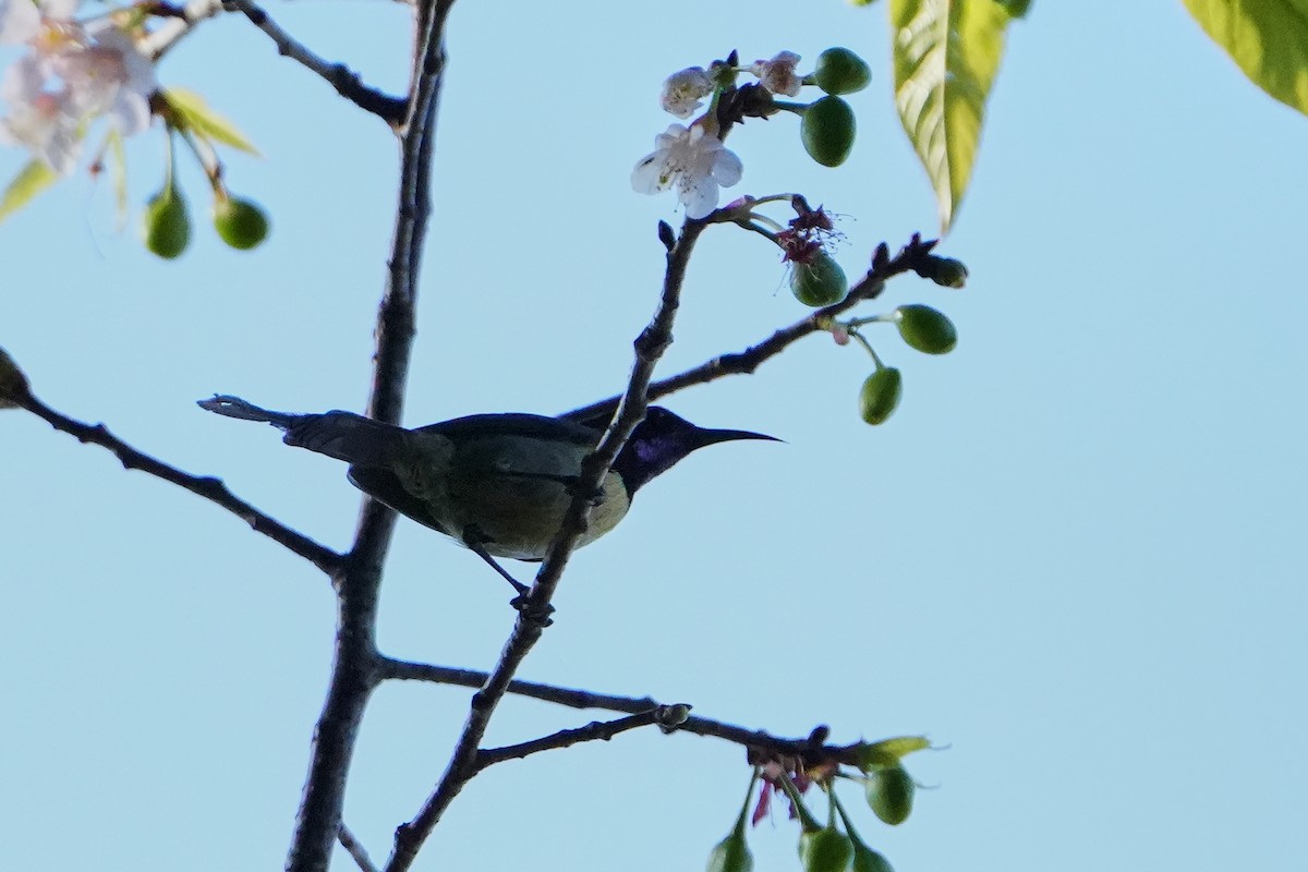 Black-throated Sunbird - ML620501898