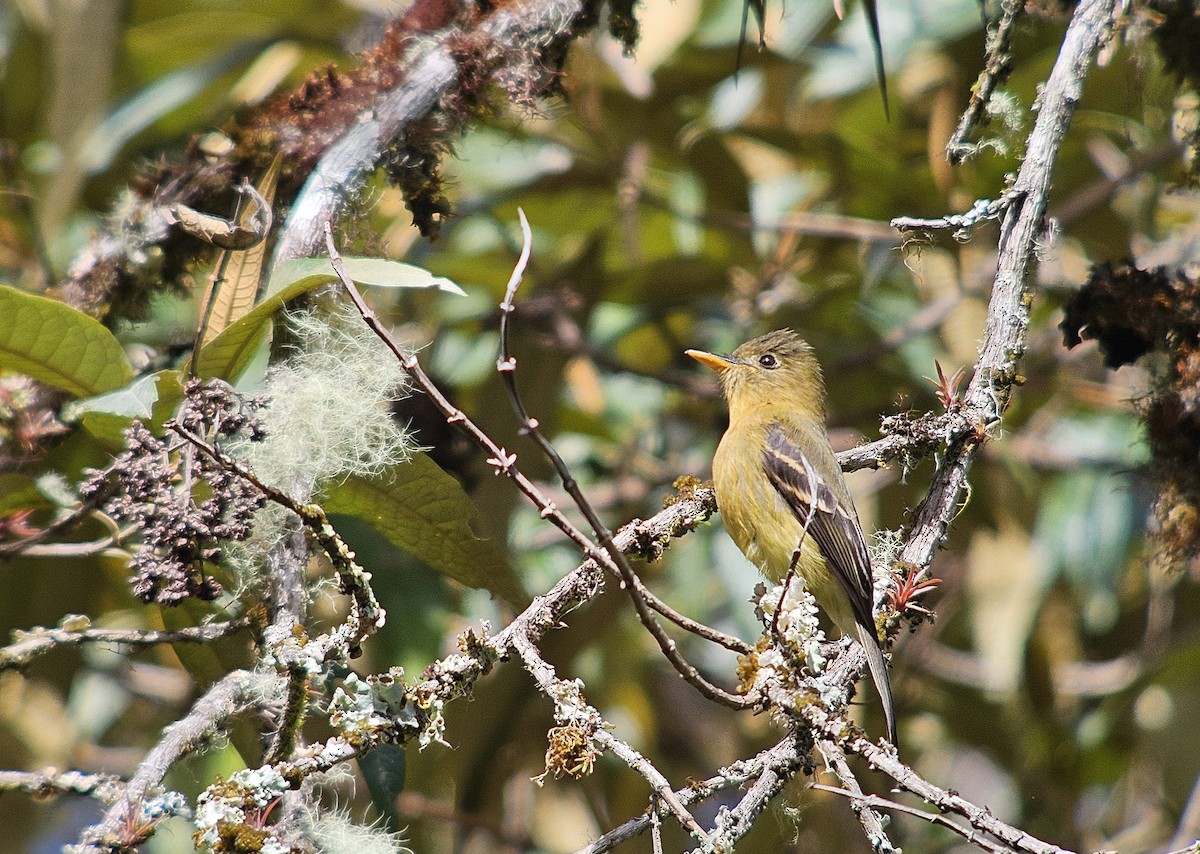 Ochraceous Pewee - Kent Russell