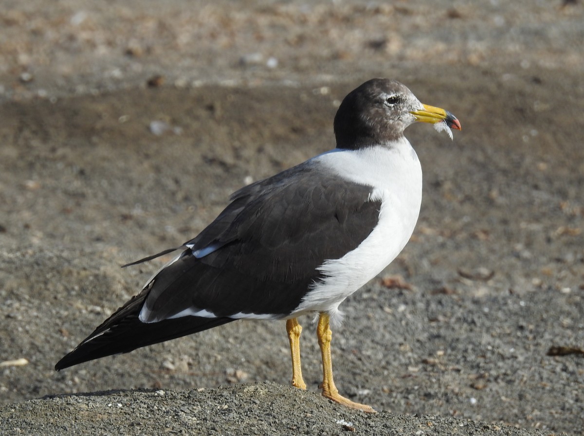 Belcher's Gull - ML620501907