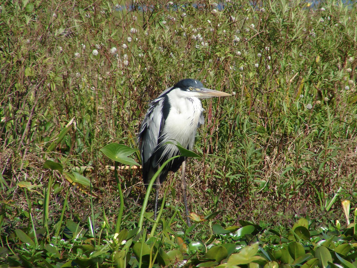 Cocoi Heron - ML620501914