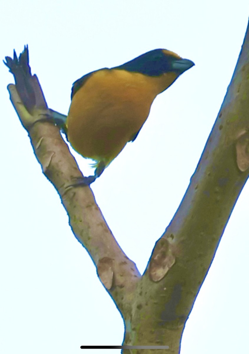 Yellow-throated Euphonia - ML620501916