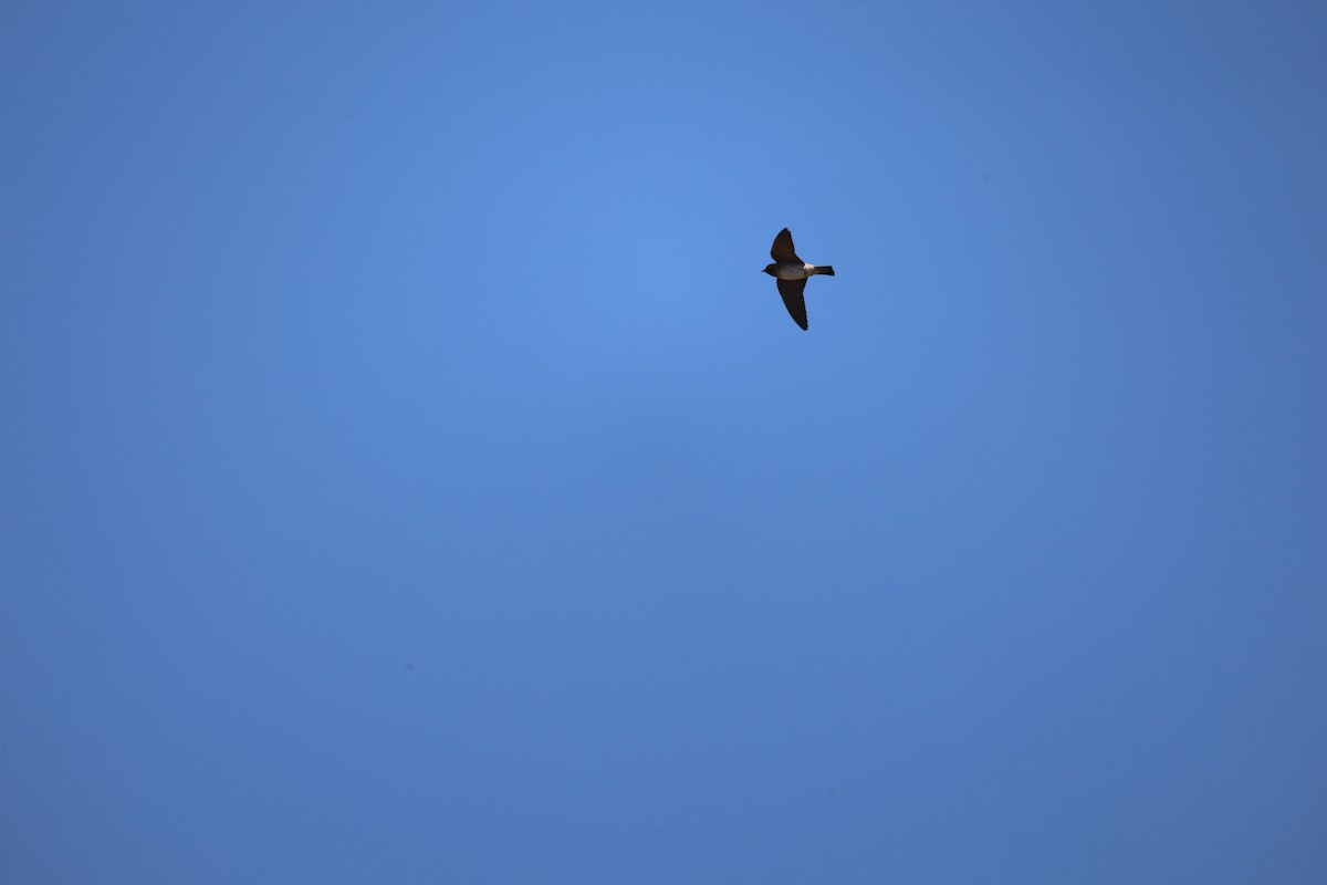 Tree Swallow - Meaghan Sugrue