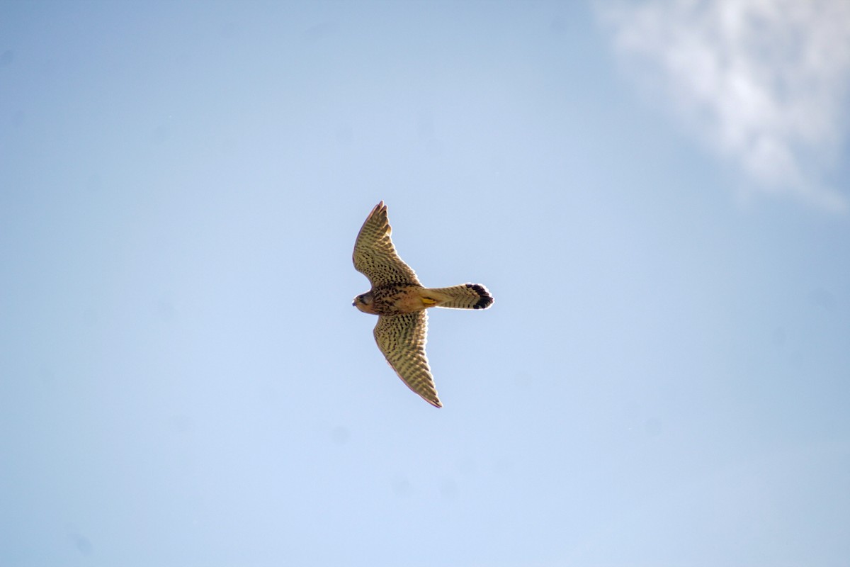 Eurasian Kestrel - Guillaume Calcagni