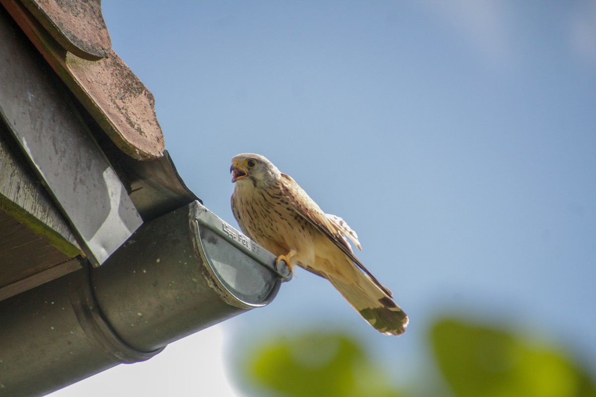 Eurasian Kestrel - ML620501922