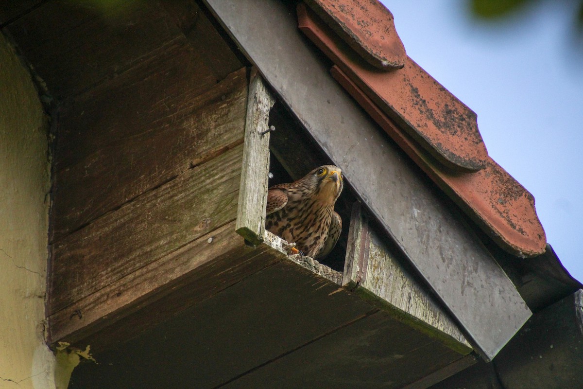 Eurasian Kestrel - ML620501923