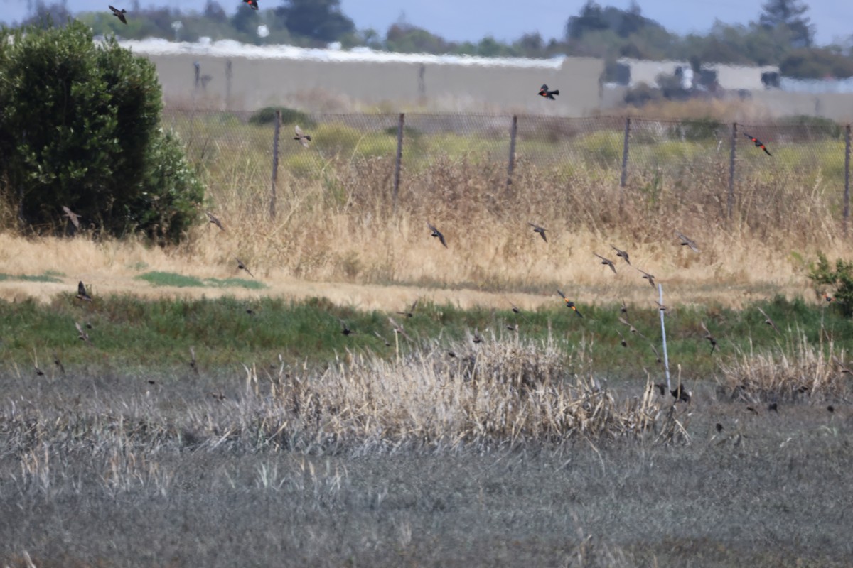 Red-winged Blackbird - ML620501928