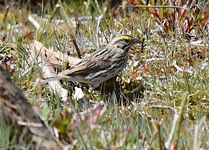 Savannah Sparrow - ML620501929