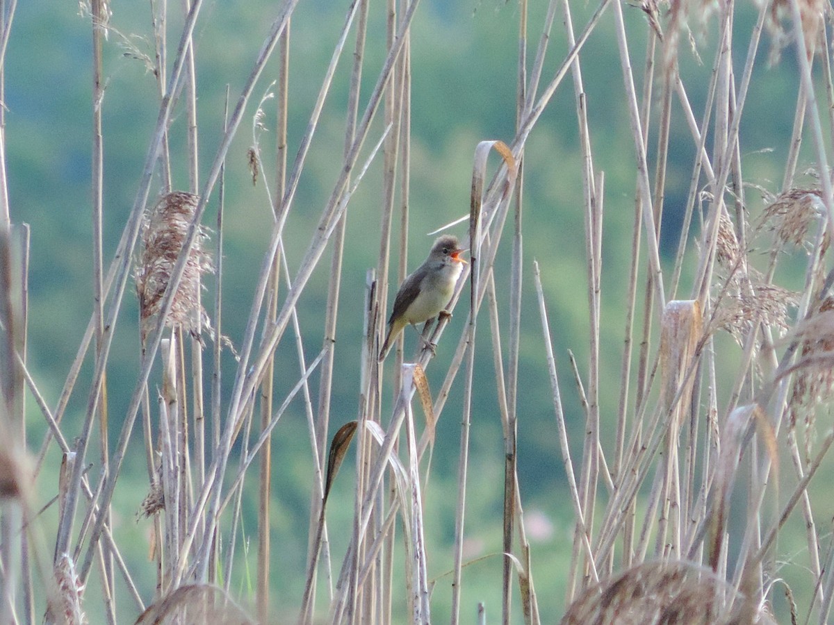 Marsh Warbler - ML620501930