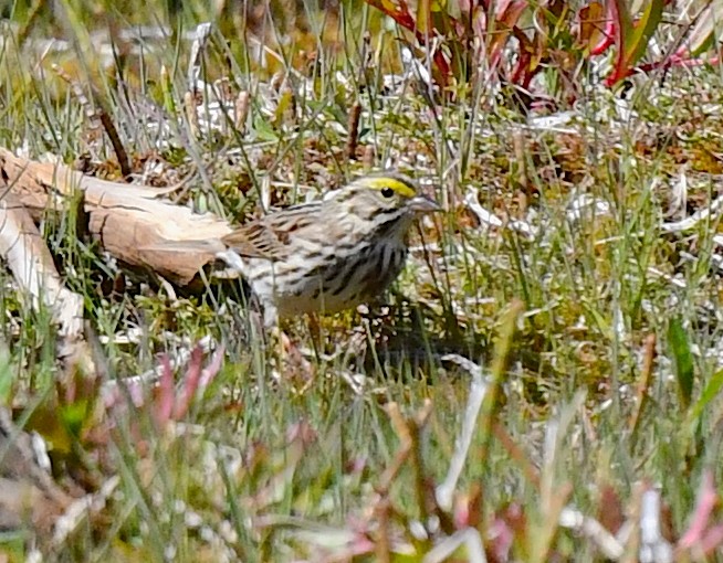 Savannah Sparrow - ML620501931