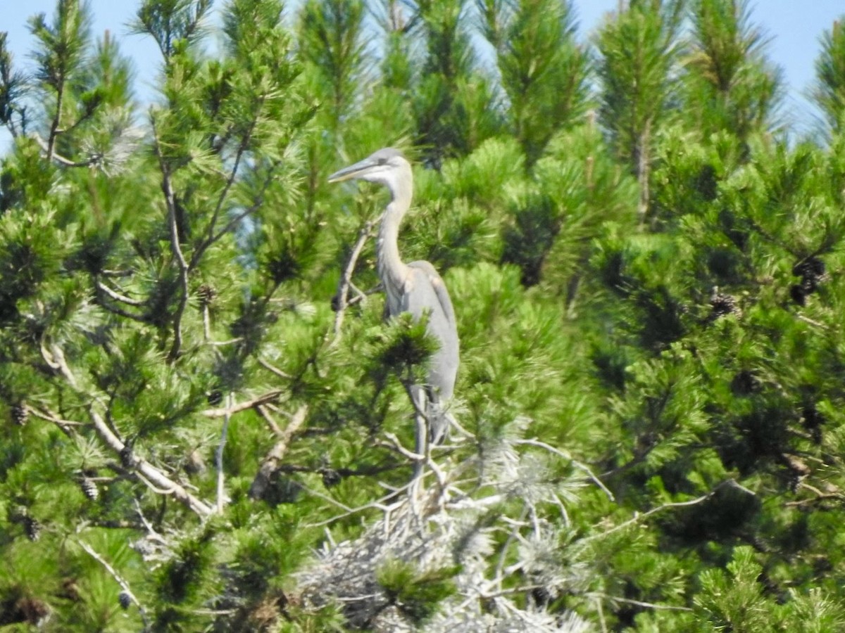 Great Blue Heron - ML620501932