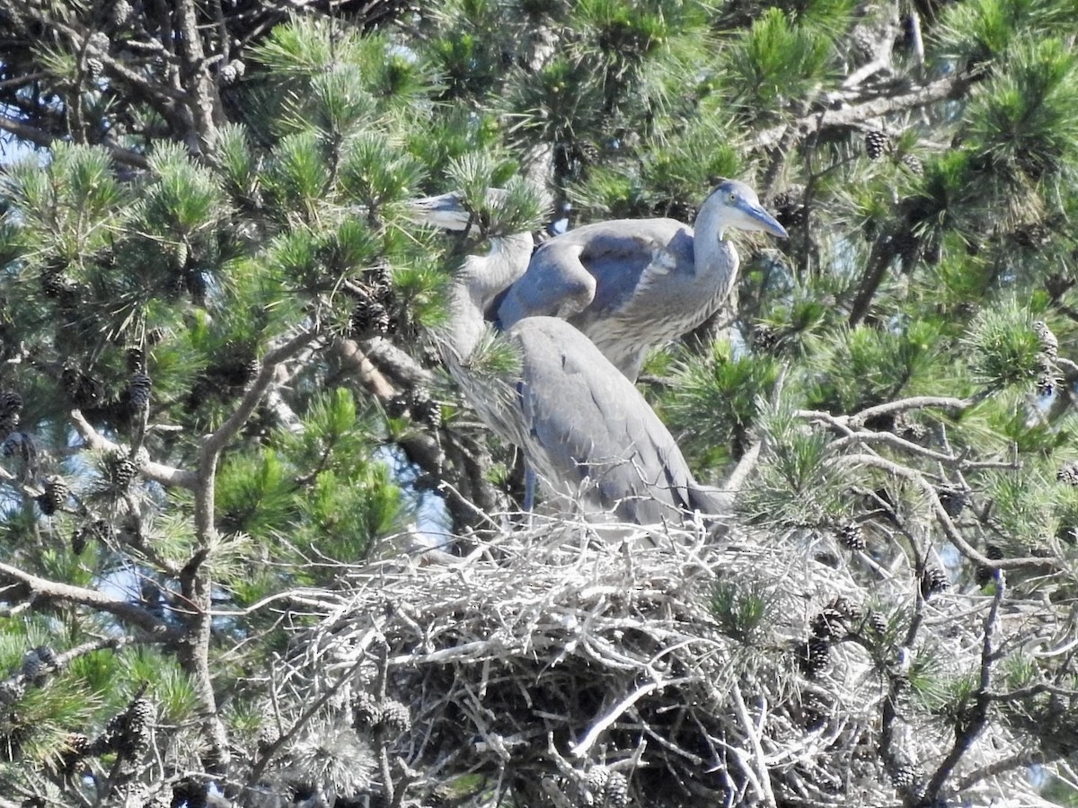 Great Blue Heron - ML620501933