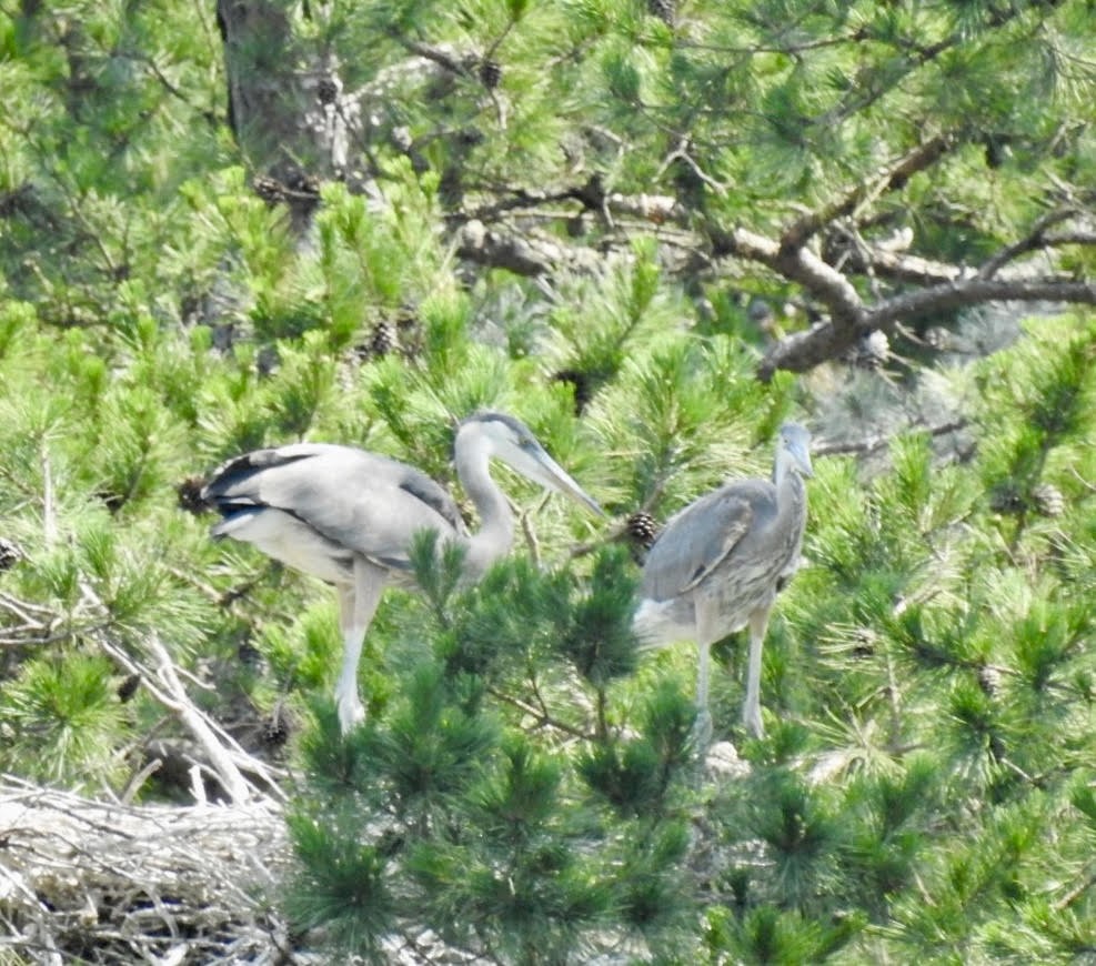 Great Blue Heron - ML620501936