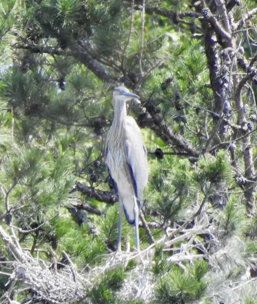 Great Blue Heron - ML620501937