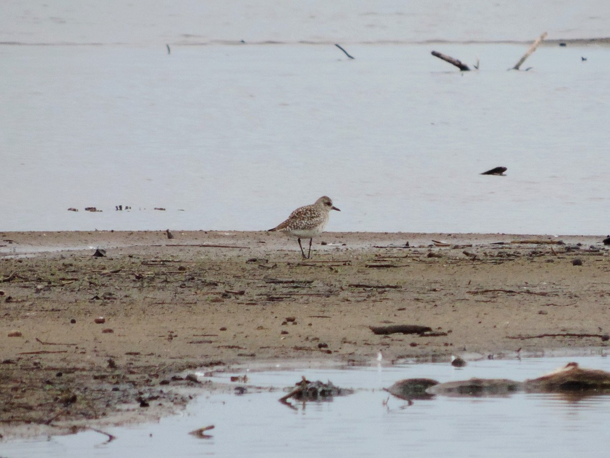 Black-bellied Plover - ML620501940