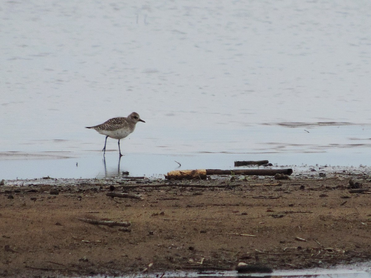 Black-bellied Plover - ML620501941