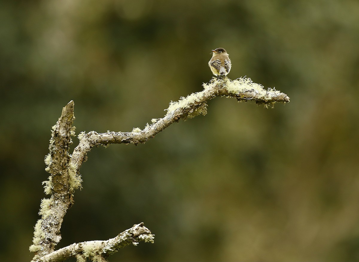 Black-capped Flycatcher - ML620501949