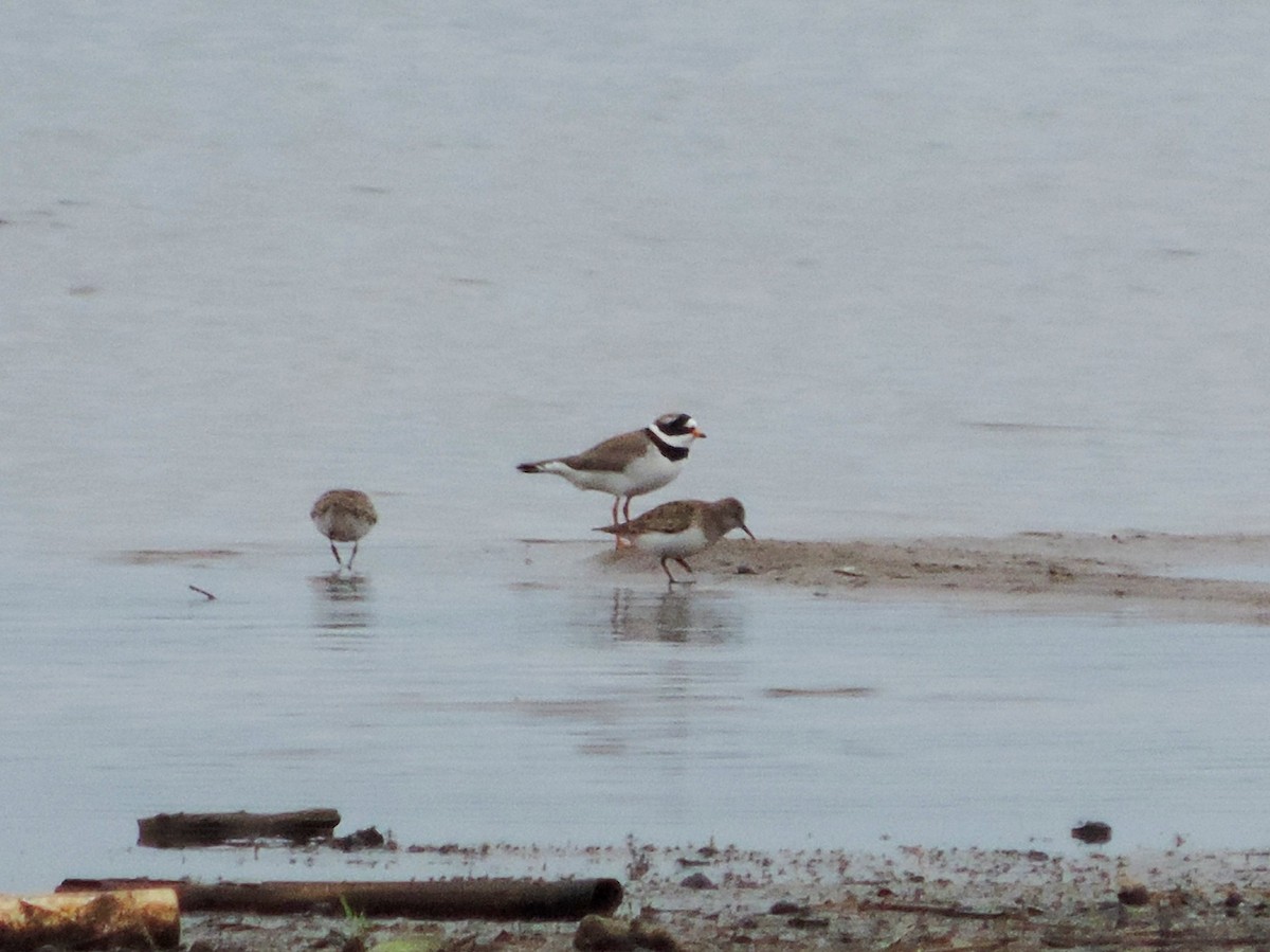 Temminck's Stint - Jáchym Tesařík