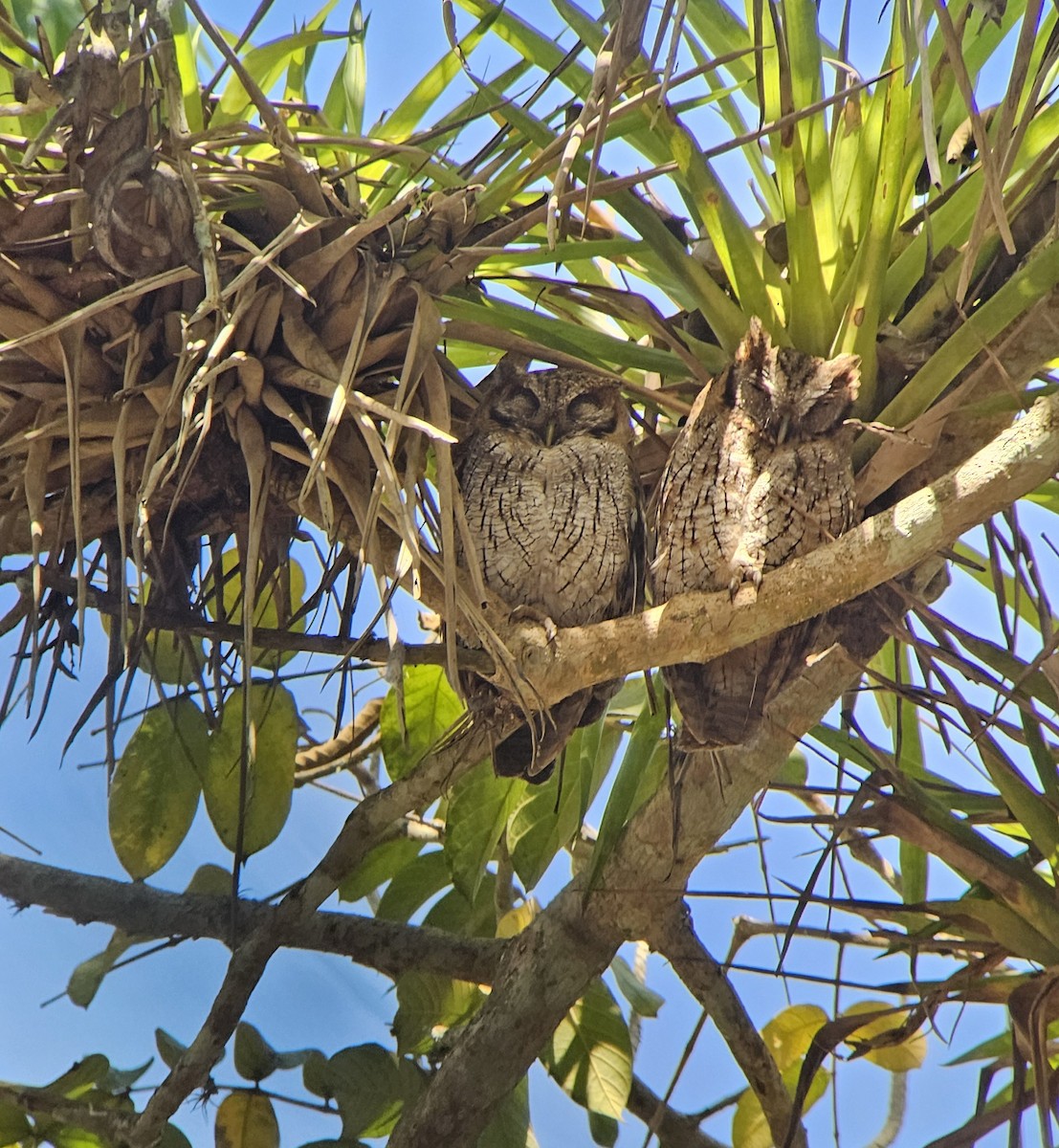 Tropical Screech-Owl - ML620501955