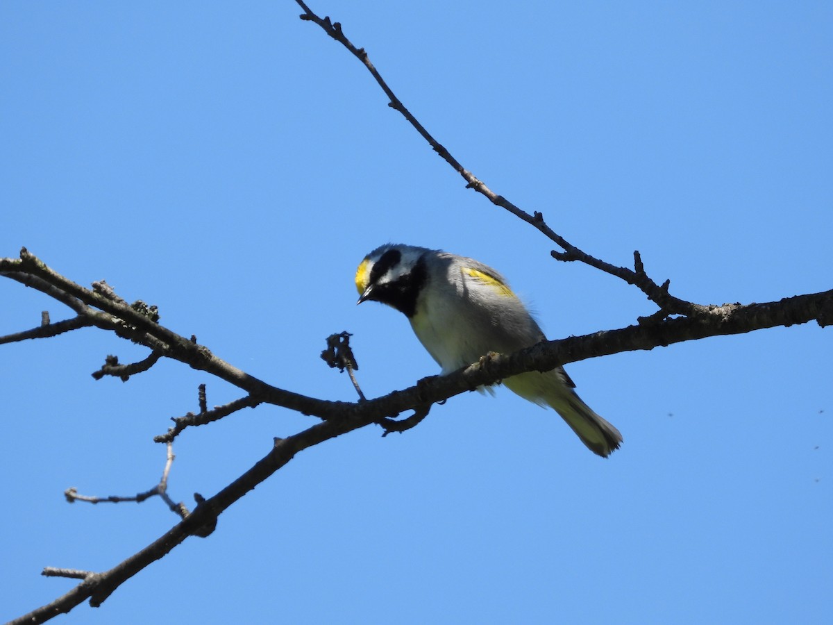 Golden-winged Warbler - ML620501956