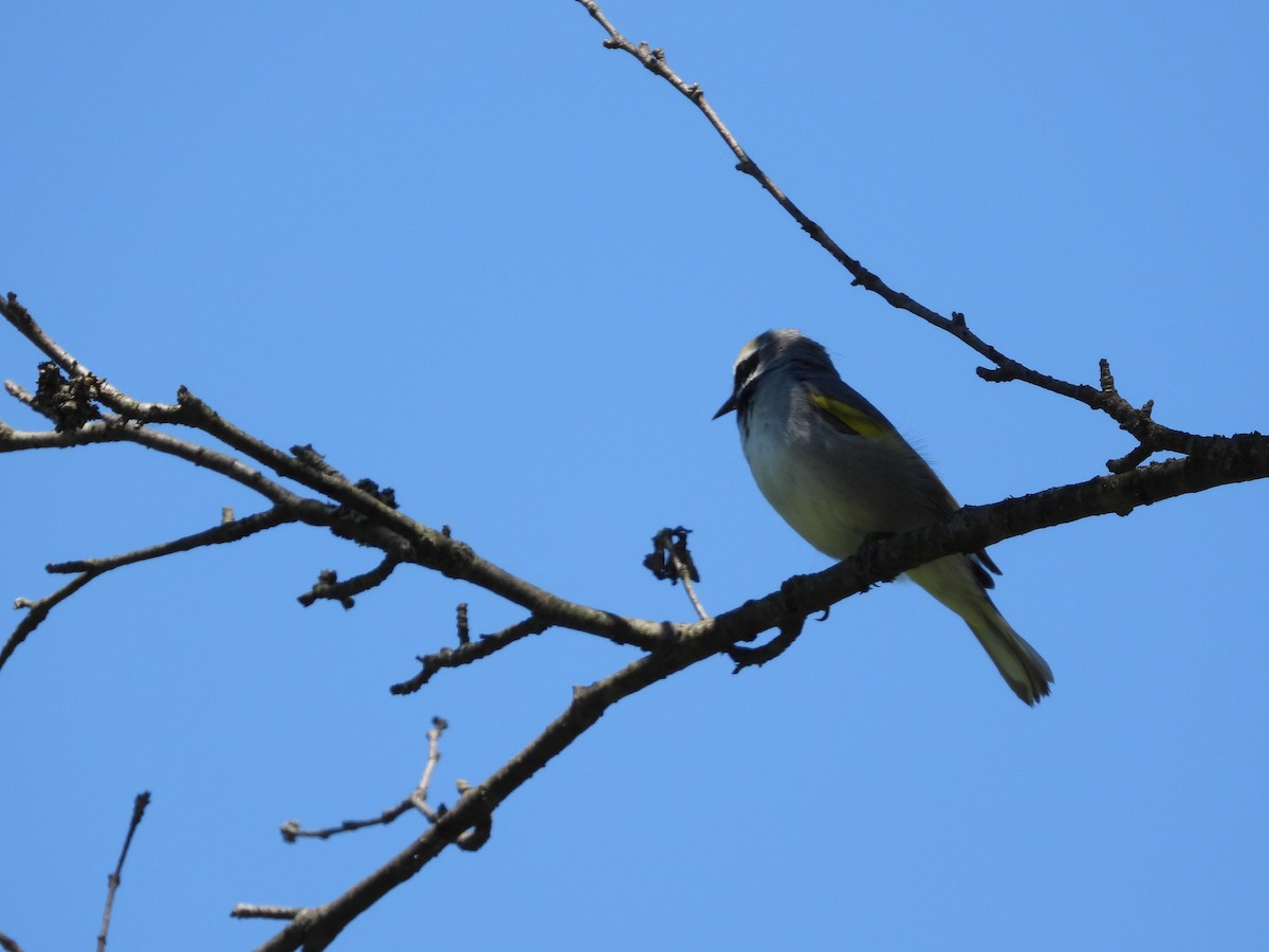 Golden-winged Warbler - ML620501958