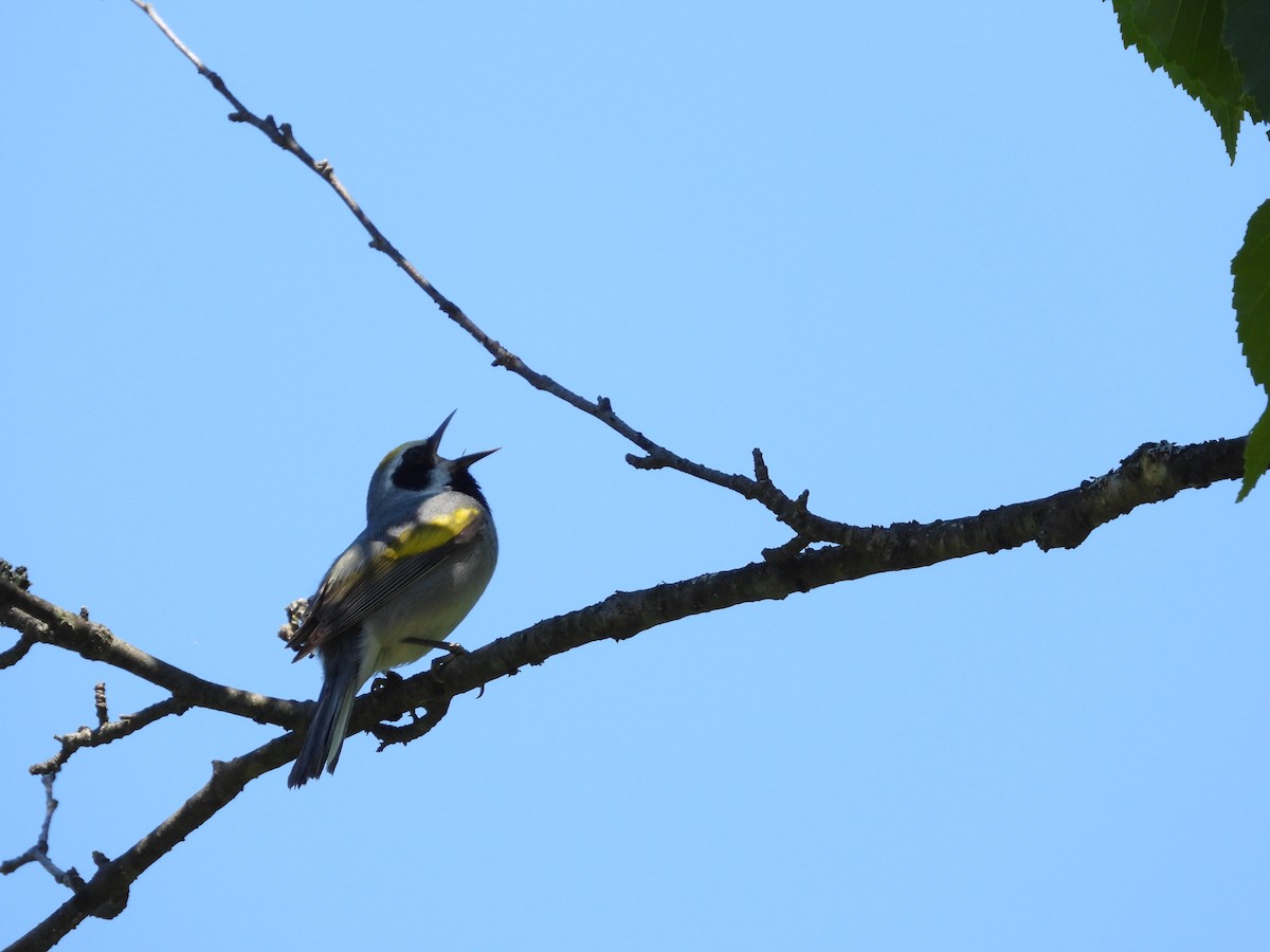 Goldflügel-Waldsänger - ML620501961