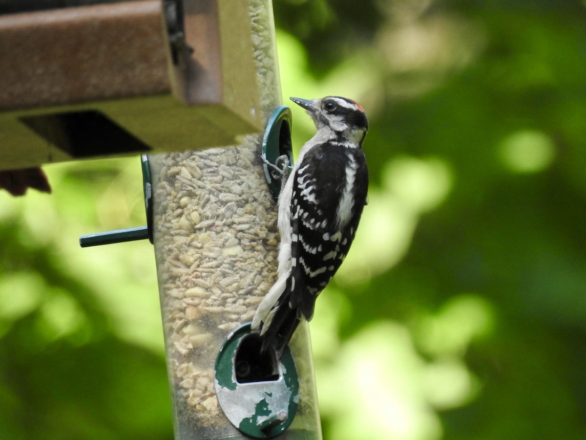 Downy Woodpecker - ML620501962