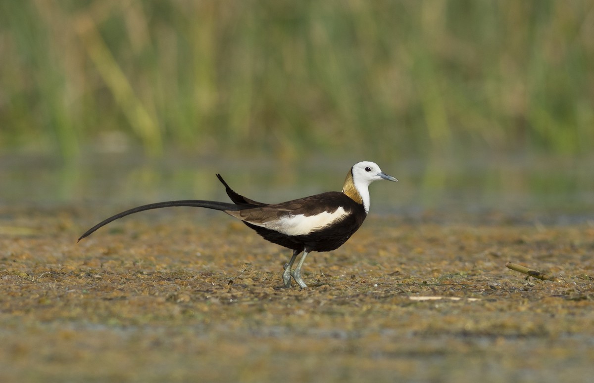 Jacana à longue queue - ML620501963