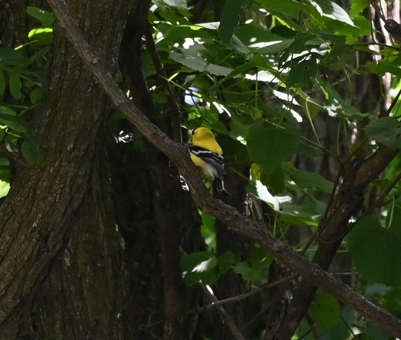 Chardonneret jaune - ML620501965