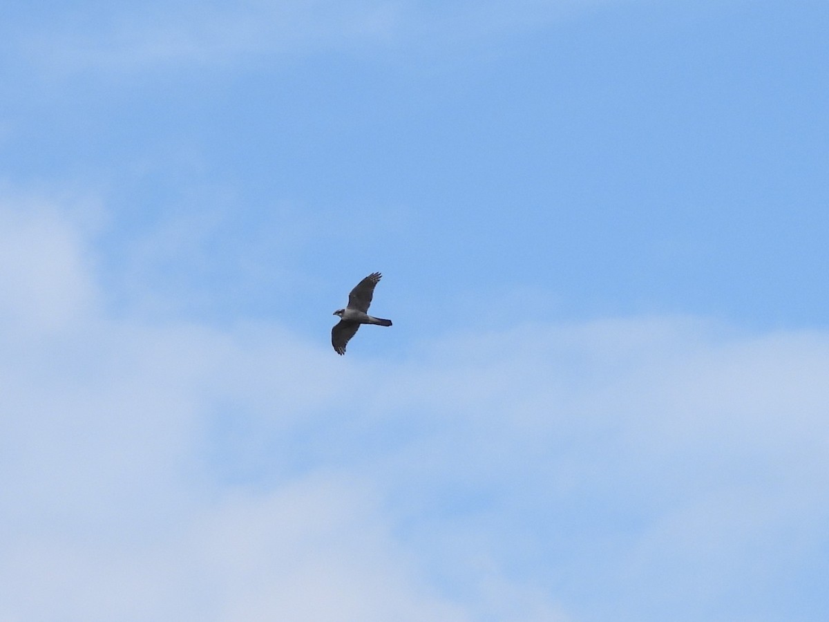 Eurasian Goshawk - ML620501970