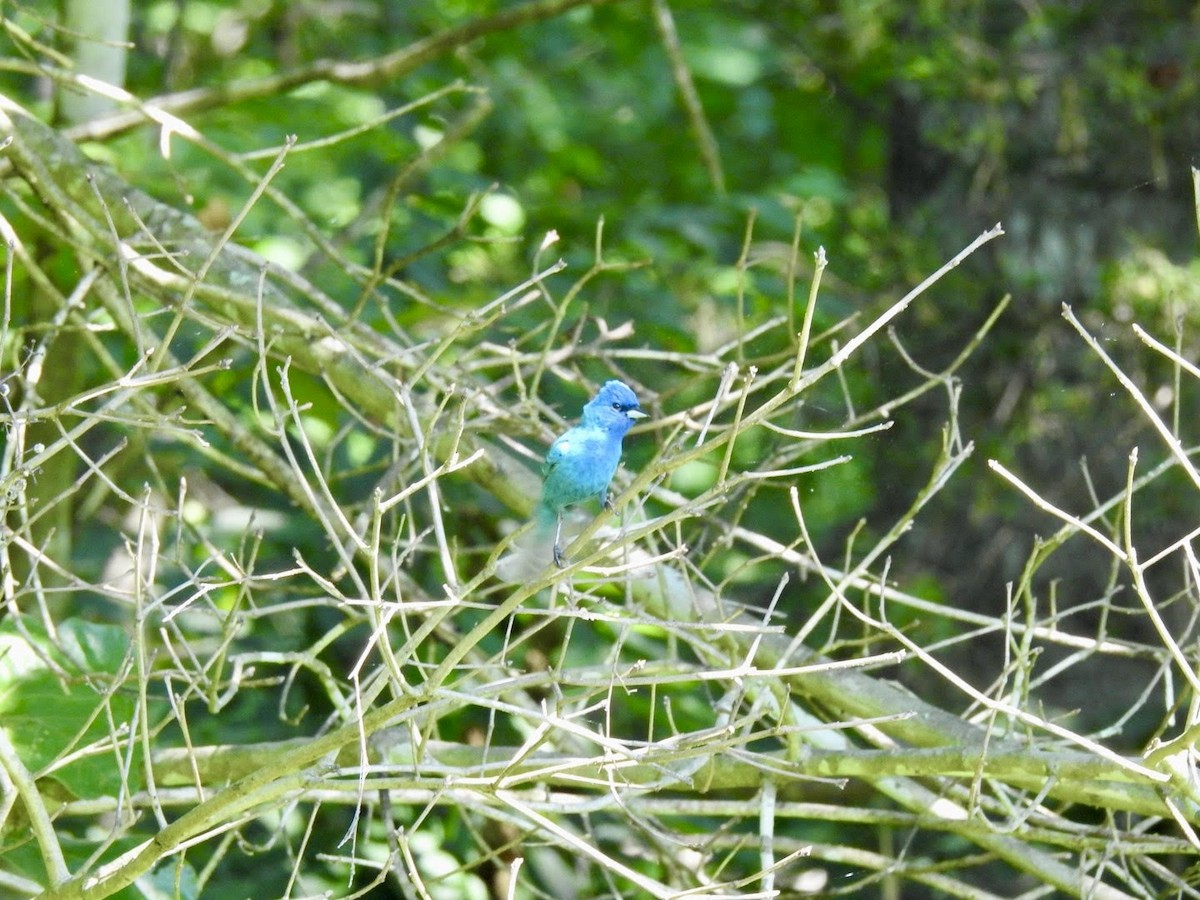 Passerin indigo - ML620501971