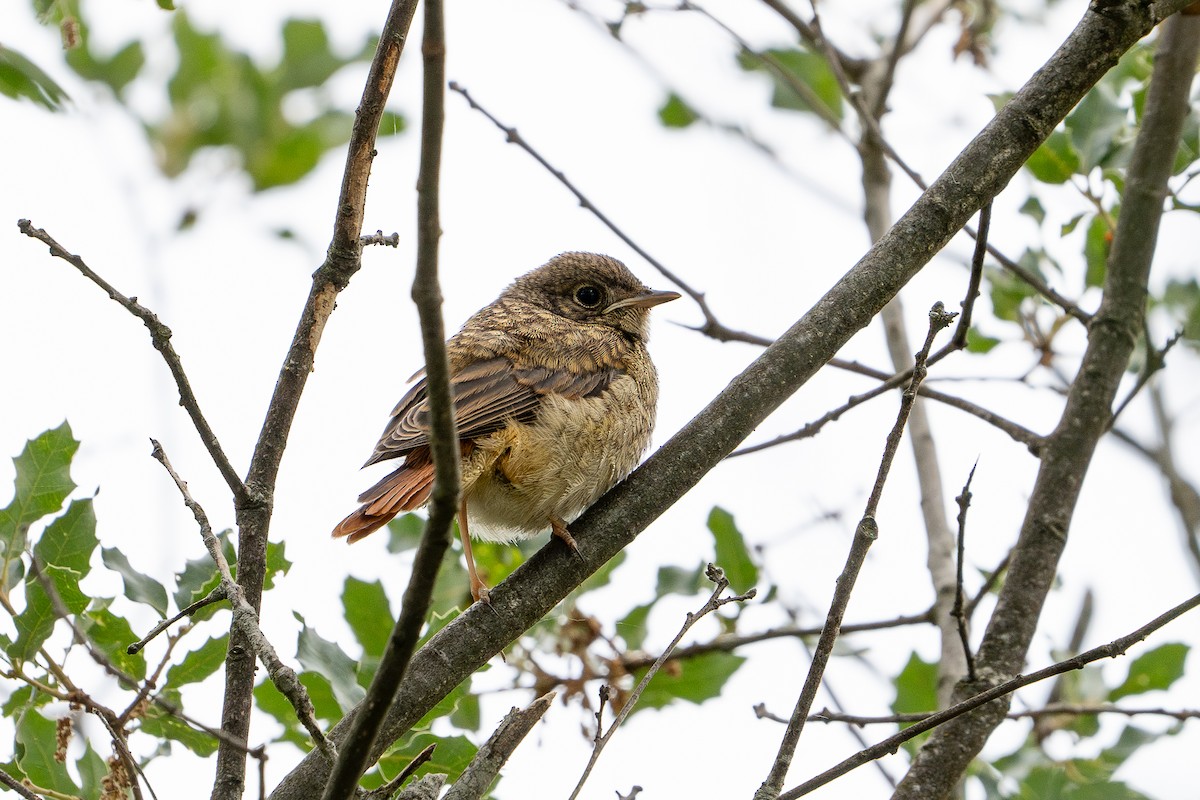 Common Redstart - ML620501972