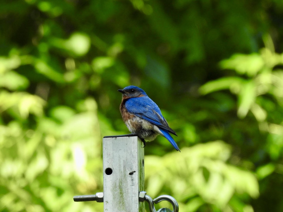 Eastern Bluebird - ML620501973